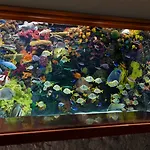 The Mirage